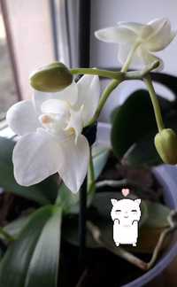 Орхідея мультифлора білого кольору