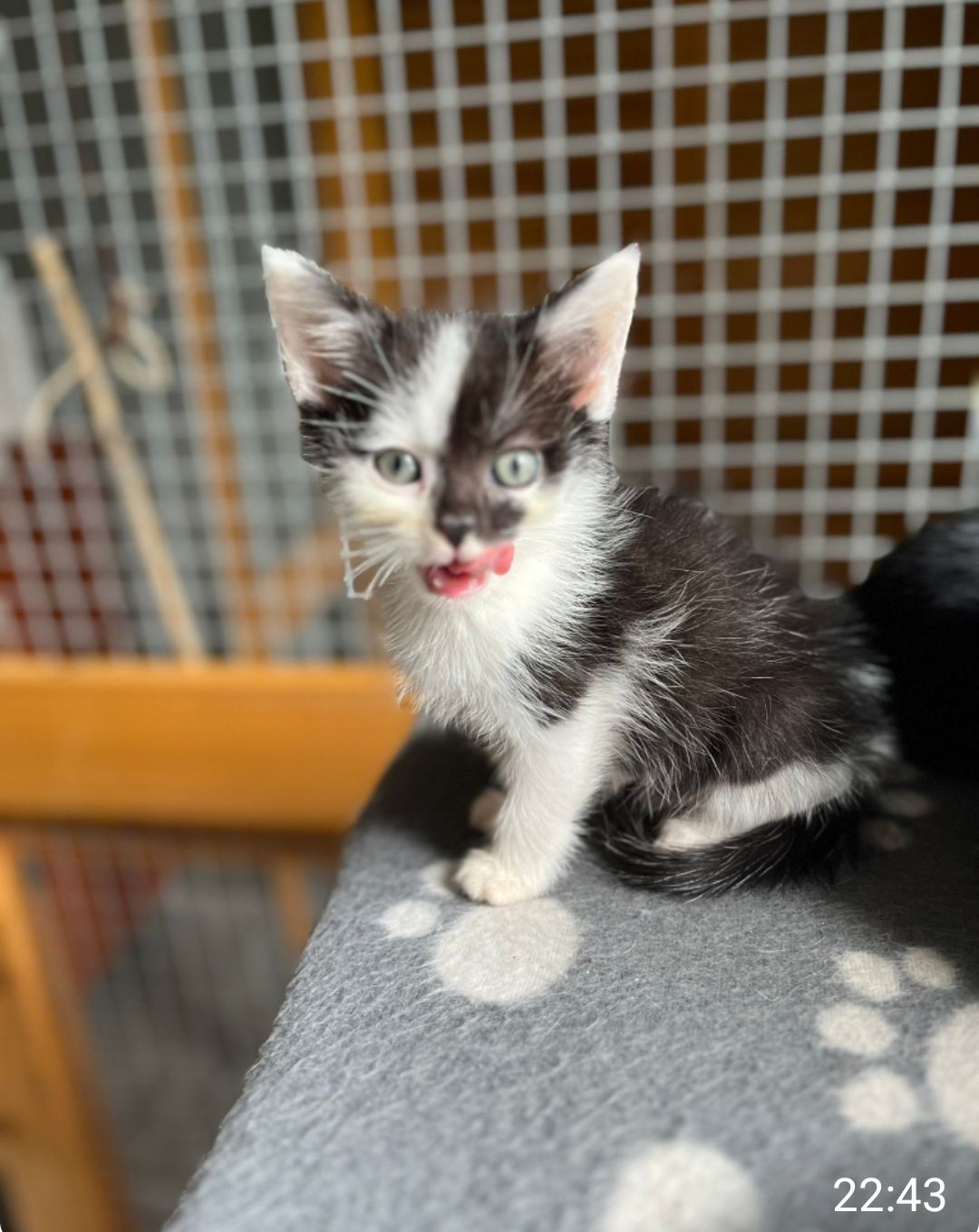 Oskar gorąco poleca się do adopcji:)