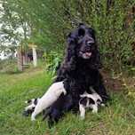 Cocker spaniel małe pieski do wydania