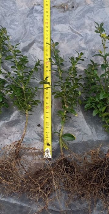 Продам    самшит