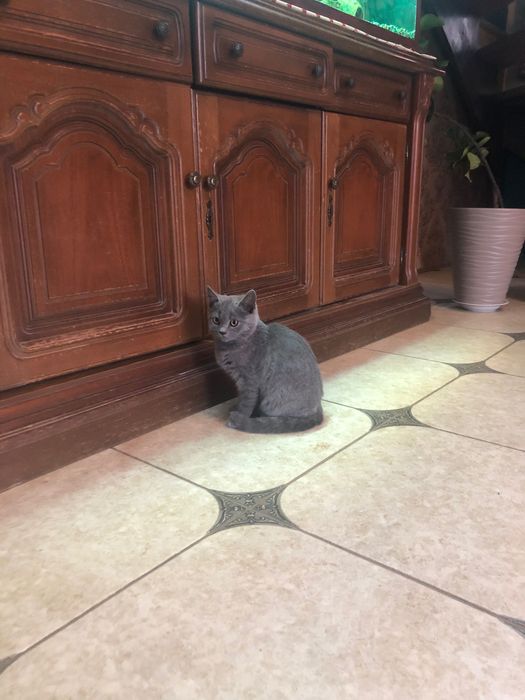 Кошенята шотланці