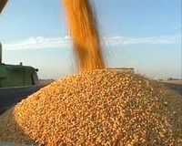 kukurydza sucha workowana 25kg lub big bag