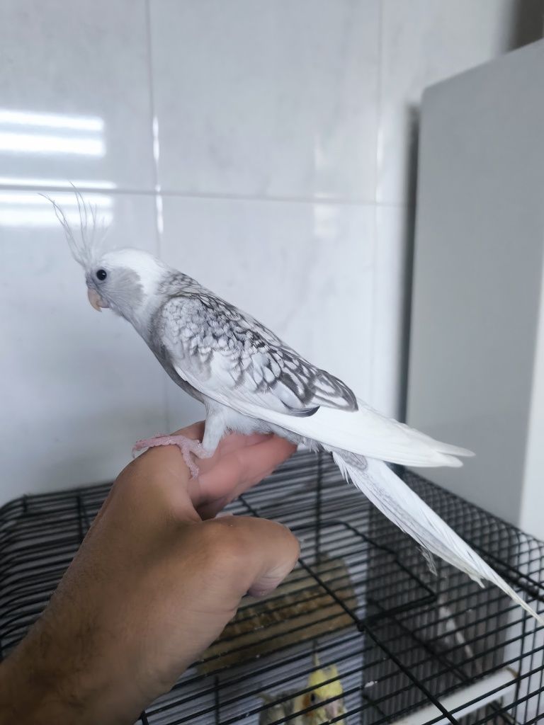 Caturras domesticadas