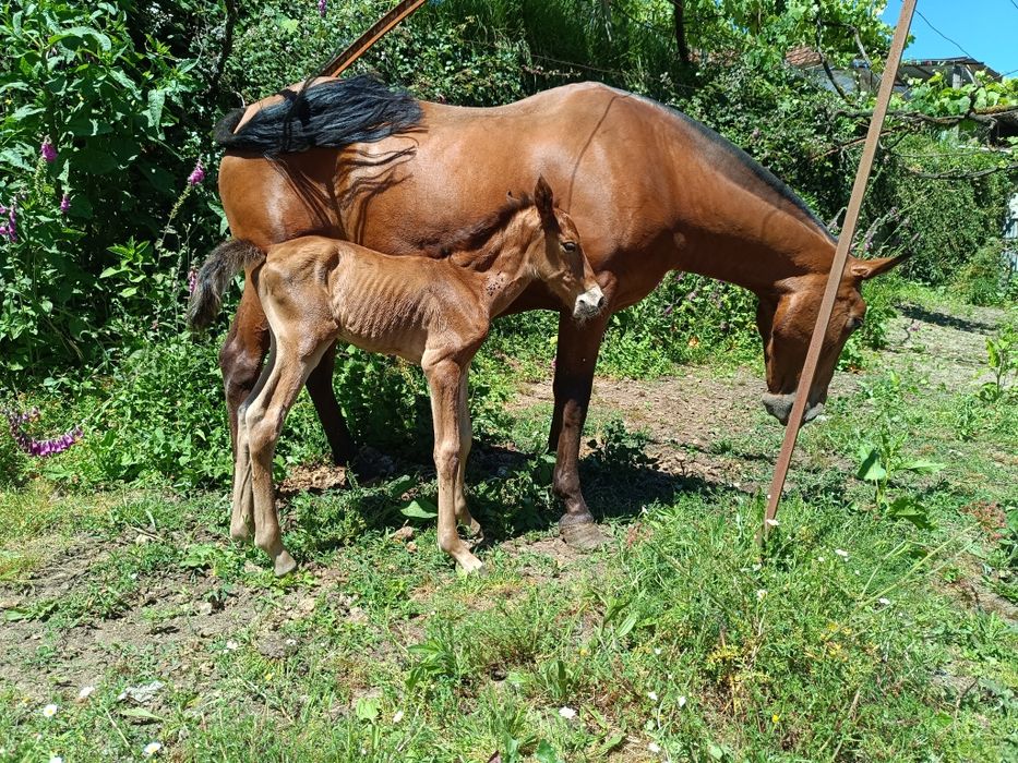 Égua PSLde nome "Luna"