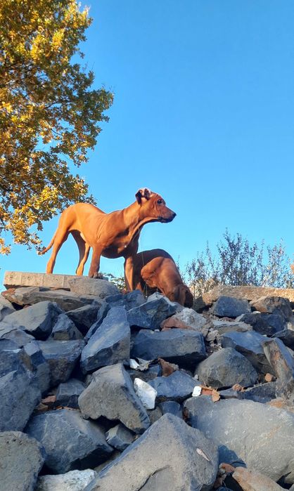 Ostatnia suczka -wystawowa -Ridgeback wierny towarzysz życia +Paszport