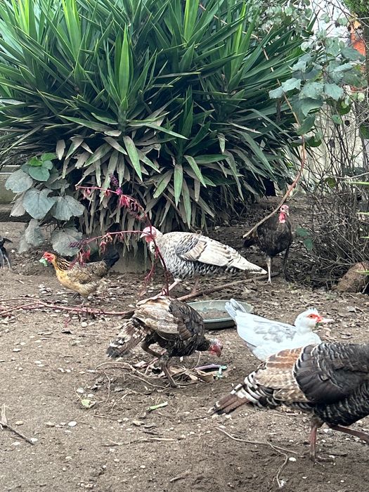 Para venda peruas deste ano