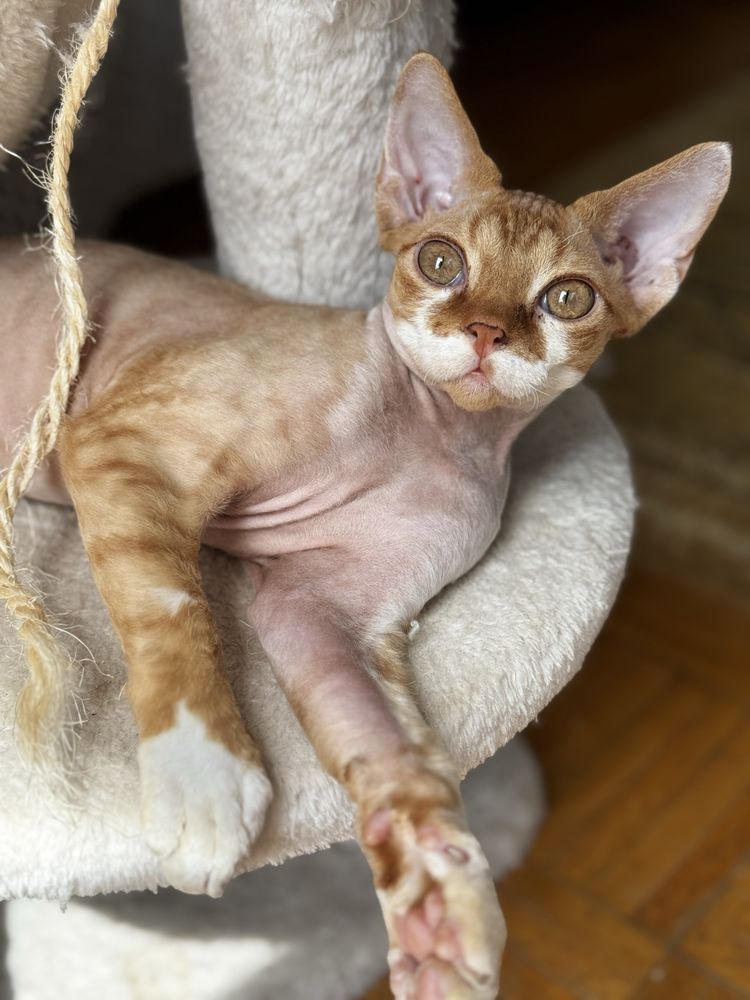 Piekny kocurek Devon Rex Funio