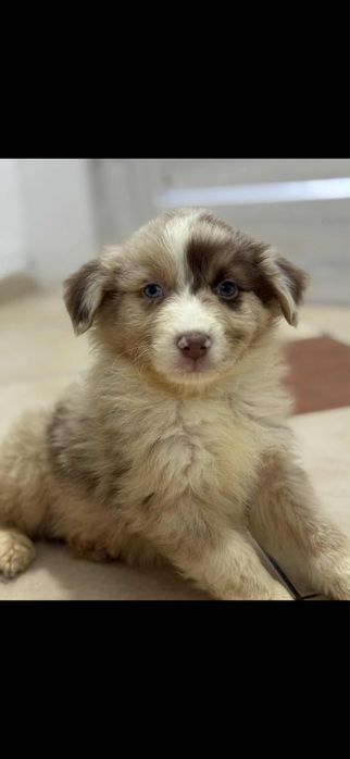 Owczarek australiski piesek