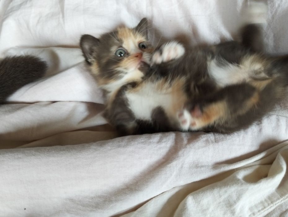 Кошенята британці