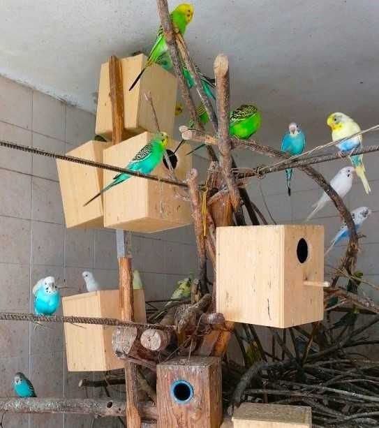 Periquitos novos criados em viveiro comunitário