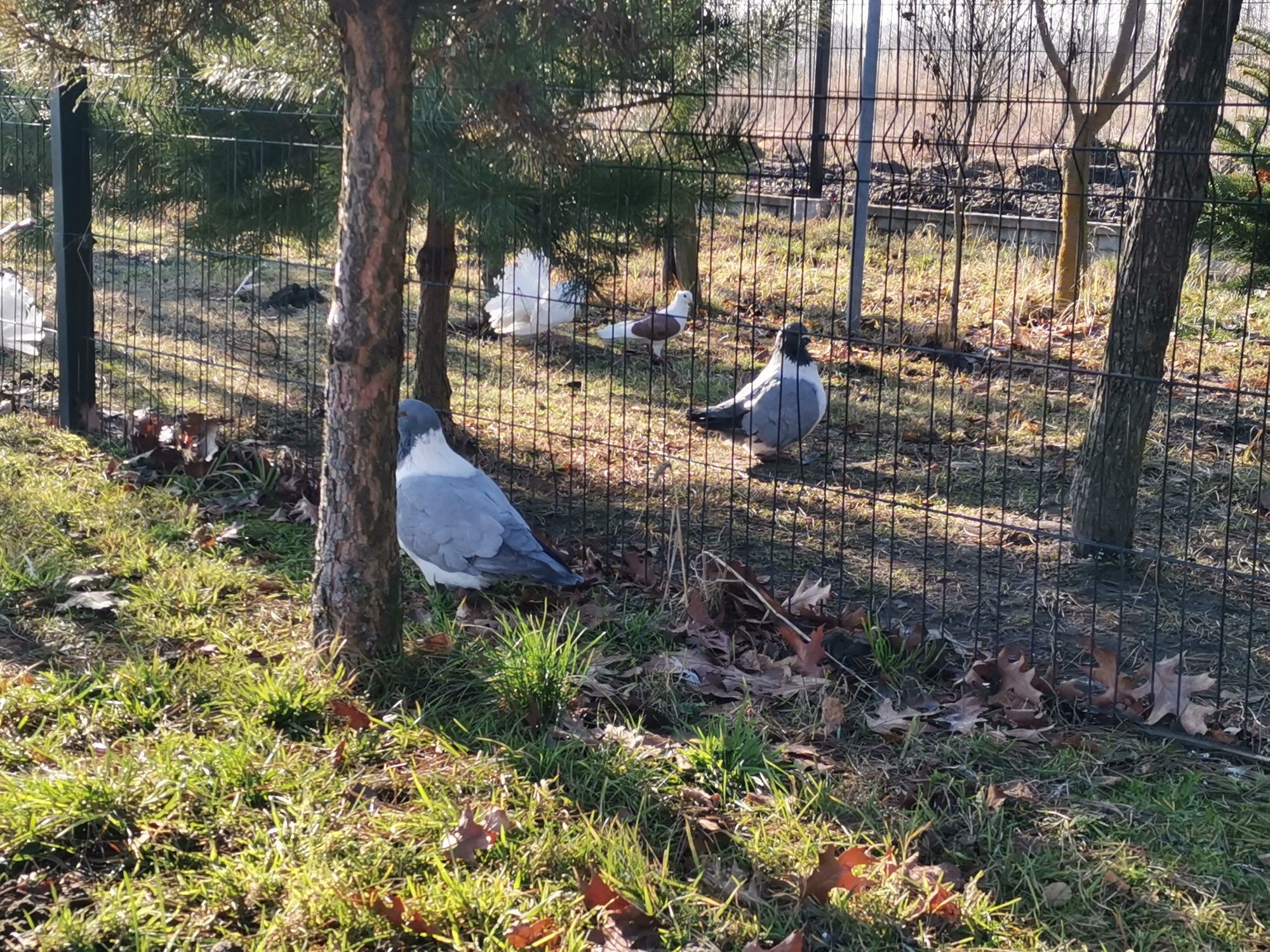 Gołębie Koszua strasery.