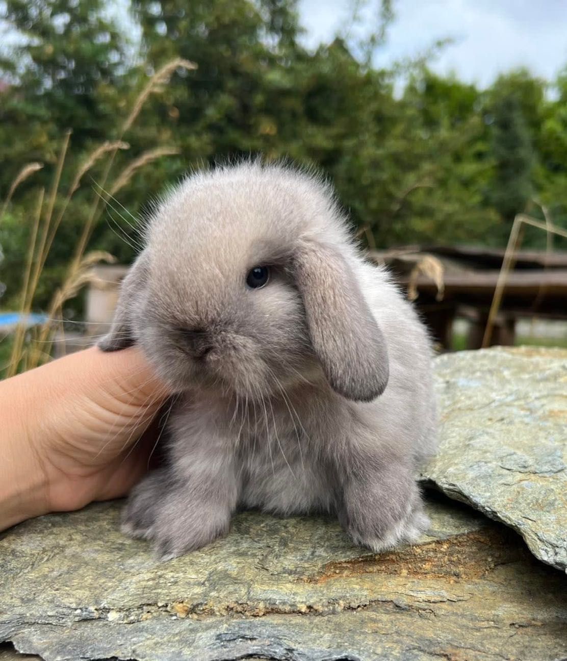 Mini lop karzełek teddy angora