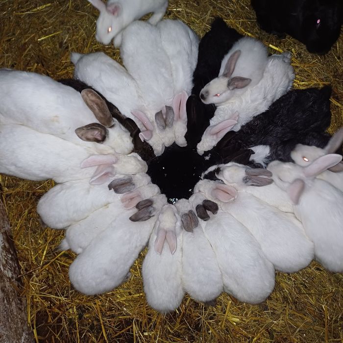 Продам кролі терміново