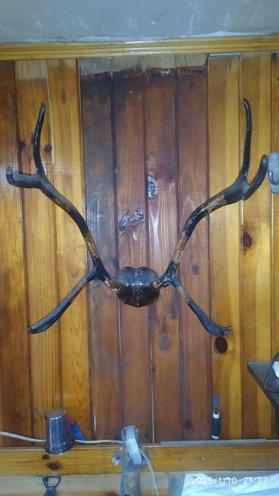 Настінні оленячі роги для колекціонерів дуже гарному стані