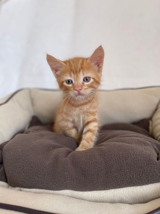 Котята котики отдам рыжий котенок