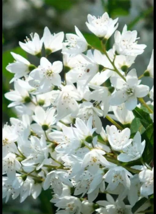 Продам Дейцію (біла)