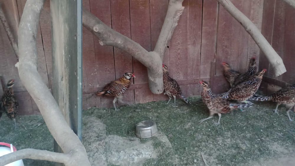 Sprzedam piękne bażanty