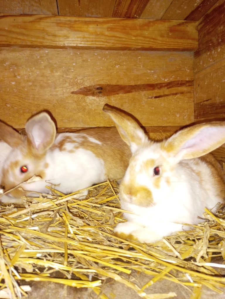Króliczki młode króliki samczyki