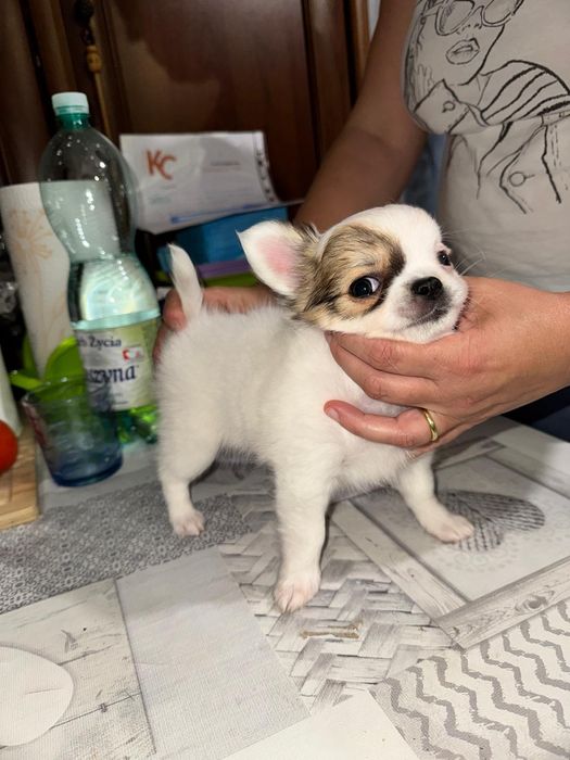 Malutki długowłosy  chihuahua