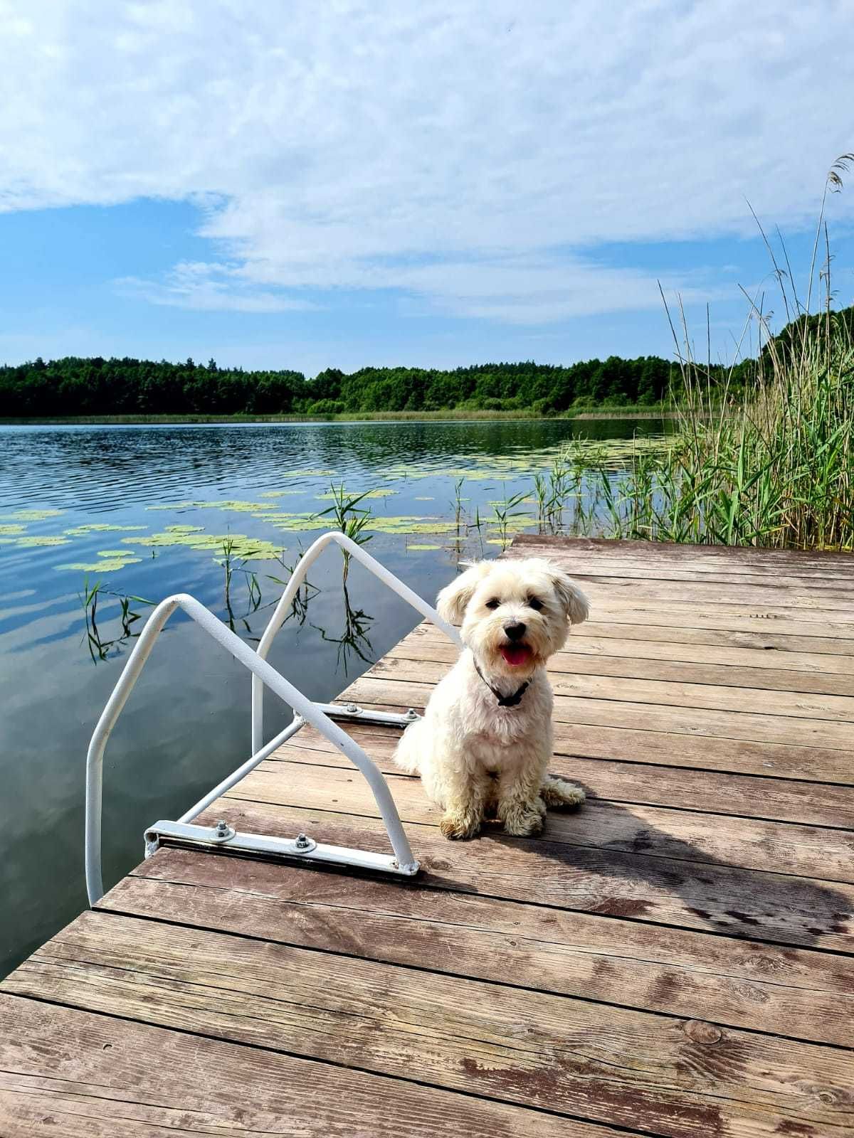 Wakacje Dom z prywatnym jacuzzi, sauna, grzyby, las, jezioro kominek