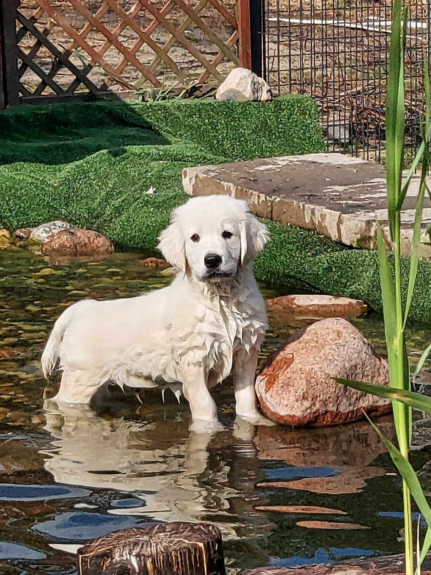 Golden retriever ZKwP