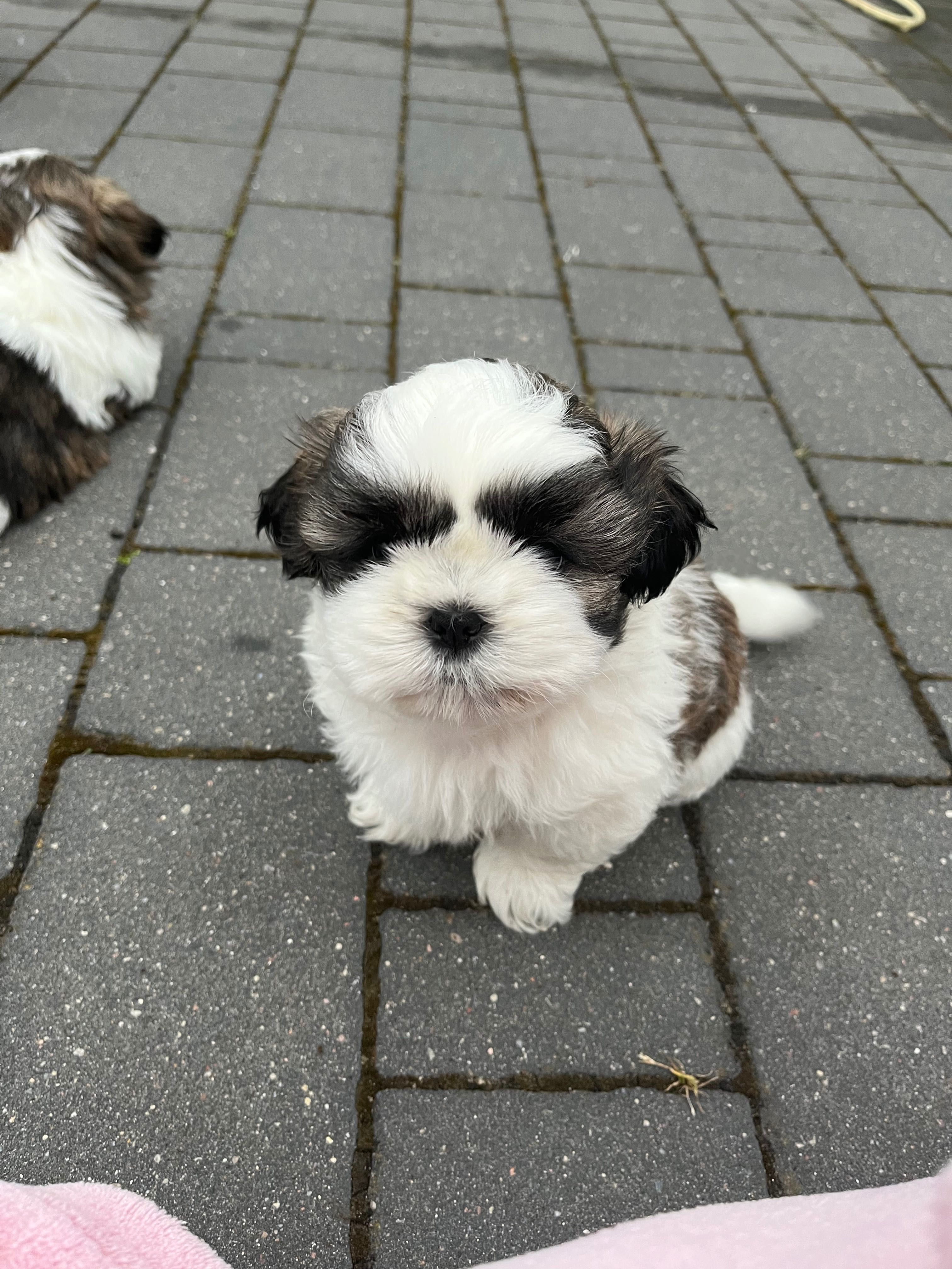 Szczeniaczek rasy shih tzu