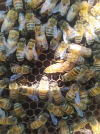 Бджоломатки кордован і бакфаст плідні в наявності