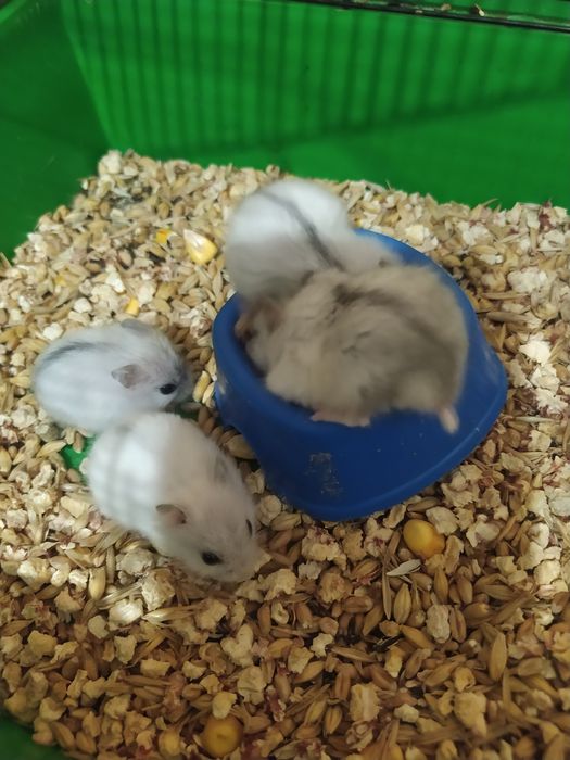 Джунгарики Кременчуг