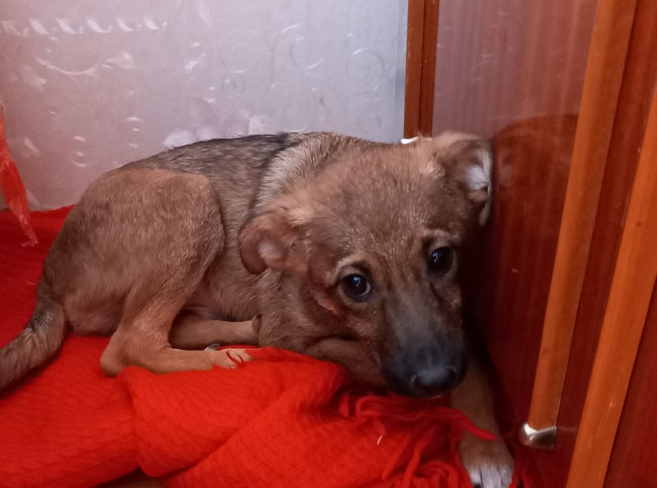 Відам в добрі руки собачку хлопчика 4 місяці