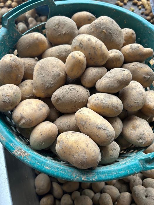 Ziemniaki Soraya ekologiczne bez nawozu