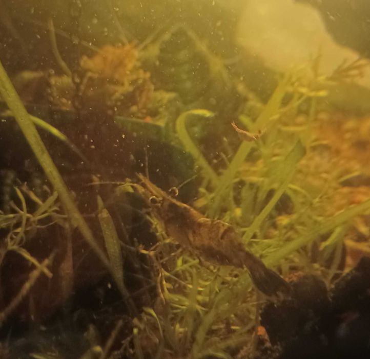 Аквариумная креветка   пресноводная Макробрахиум санитар