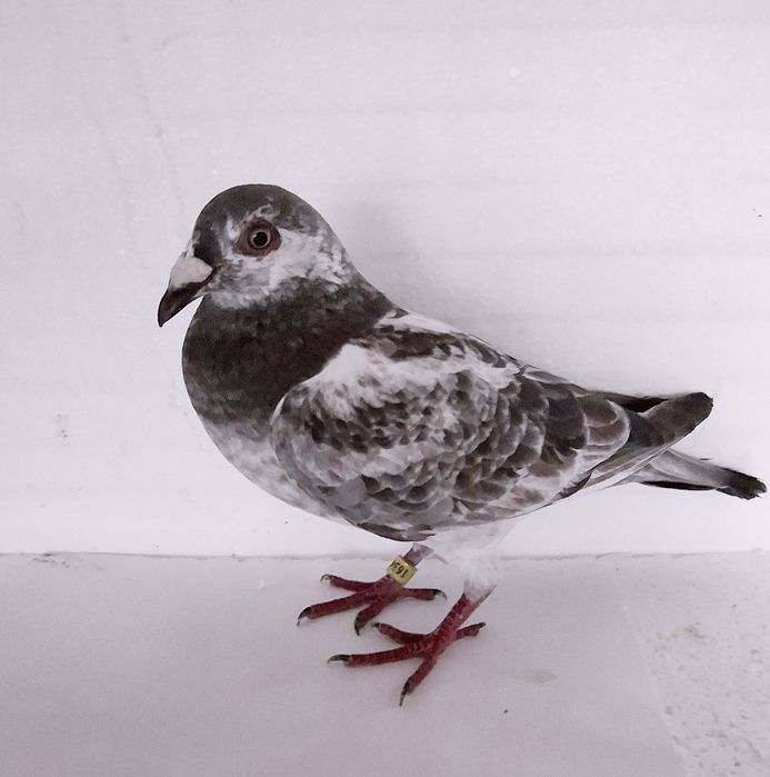 Gołąb pocztowy Samica Artur Frackowiak,, Super Top,, 474,,