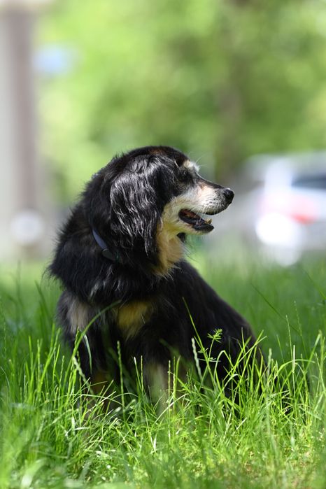 Gapek szuka domu tymczasowego lub stałego