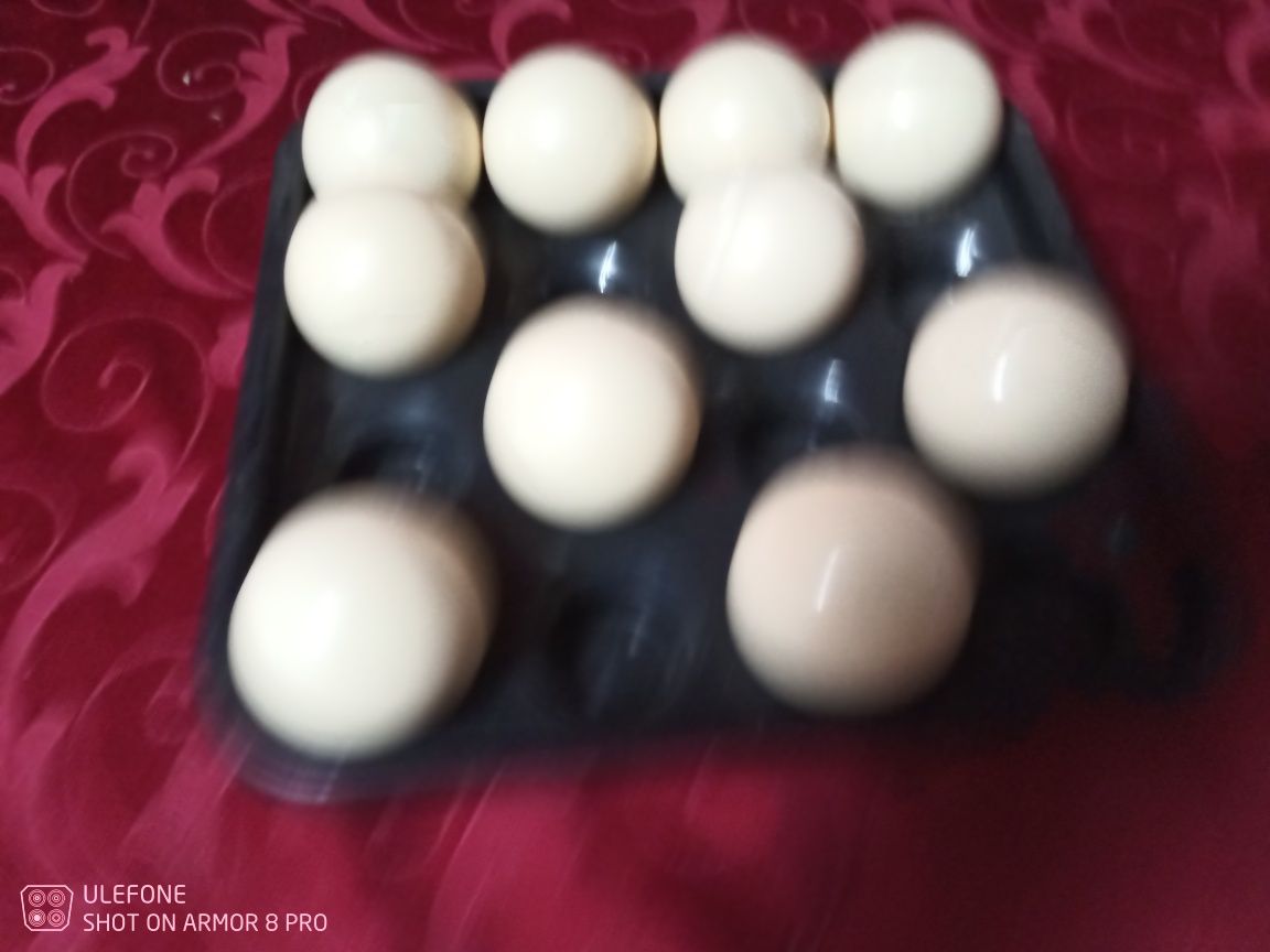 Bolas de snooker - pool