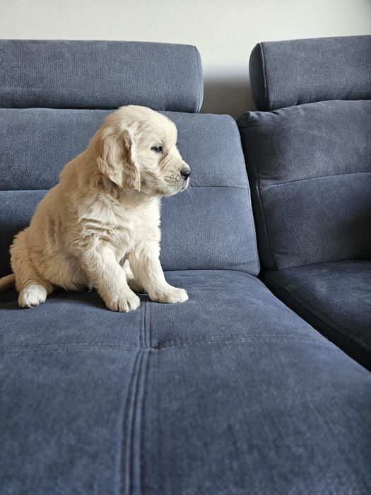 Golden Retriever szczeniaczek