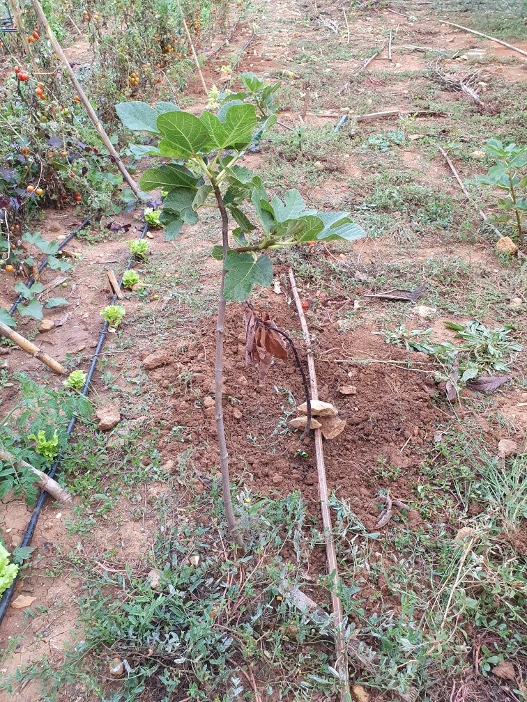 Produtos hortícolas- figueira pingo de mel