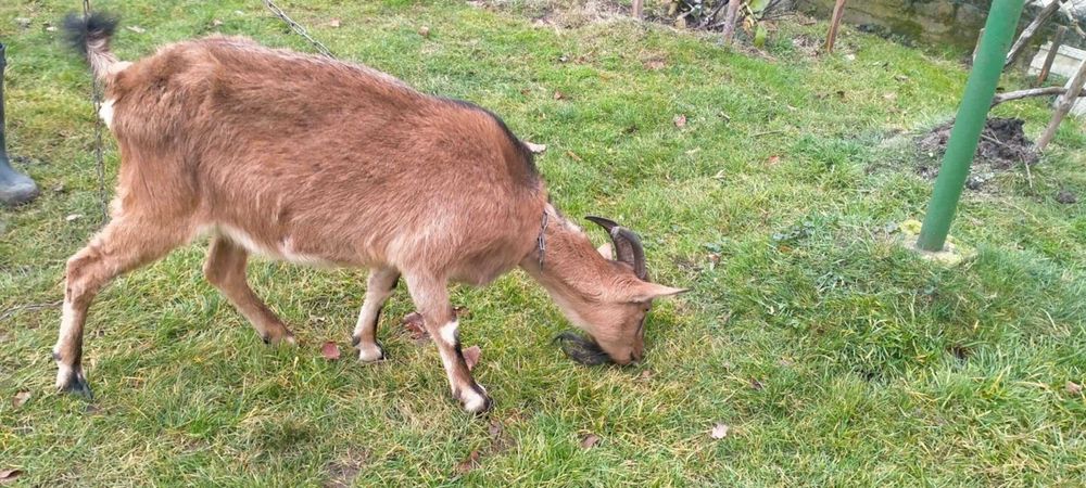 koza 3 letnia mleczna