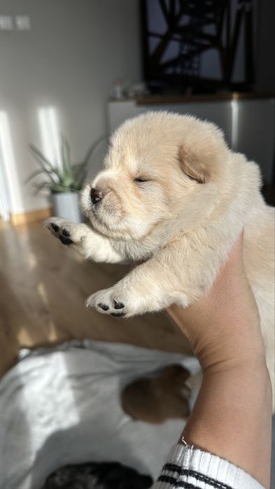 Chow chow, suczka, podkrpacie