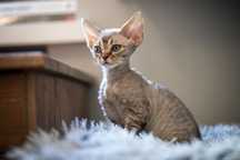 Kotka devon rex po championach