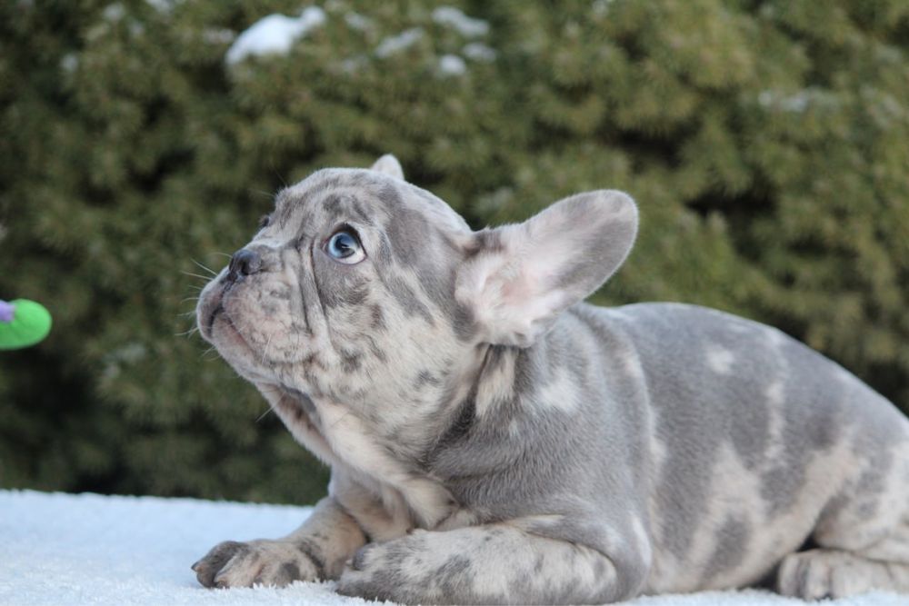 Щенки французики