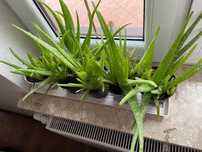 Aloes leczniczy kwiatek roślina