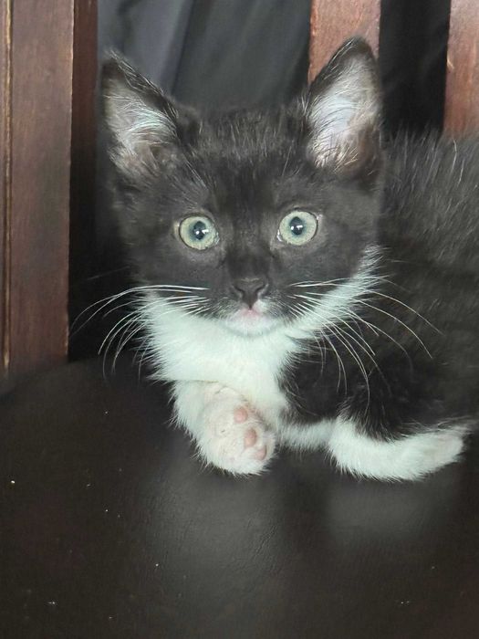 Kociaki wychowane na butelce -adopcja razem -aktualne