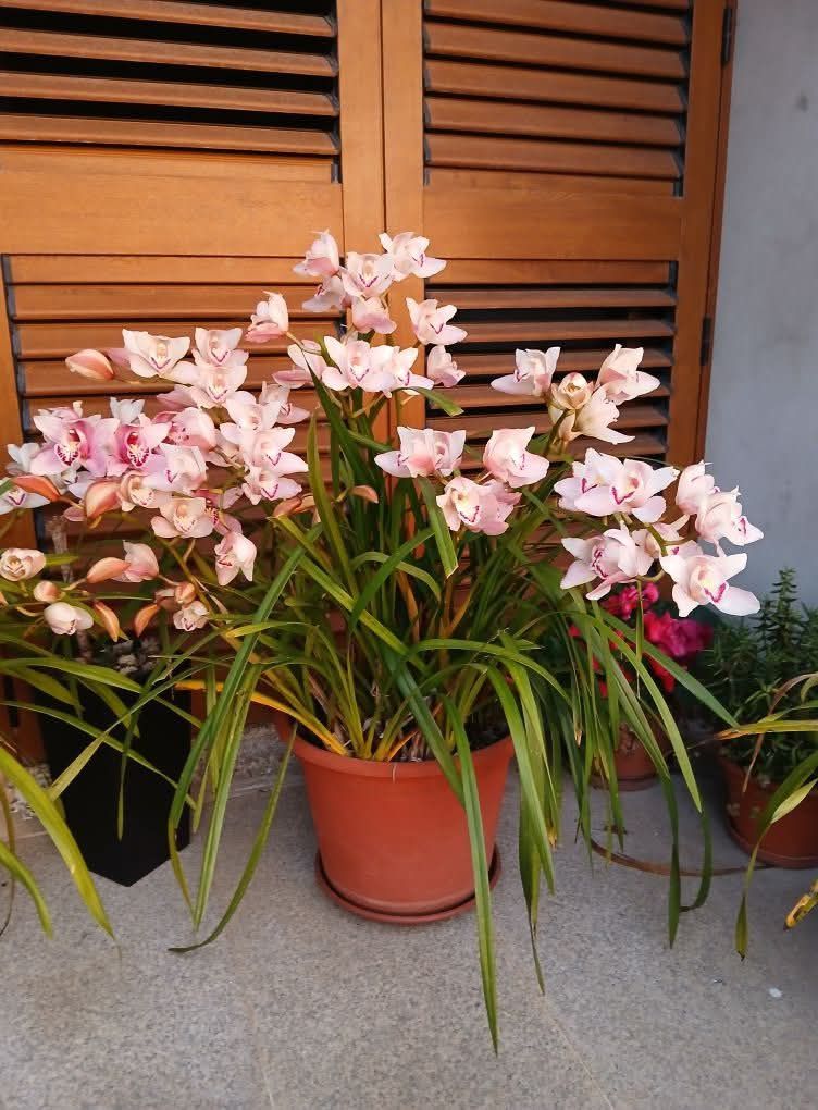 Orquídeas em flor