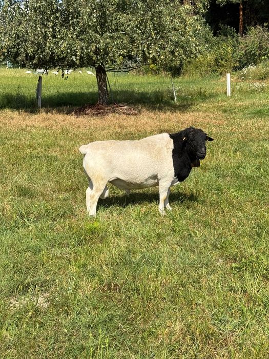 Dorper Owce Barany Tryk Owieczka