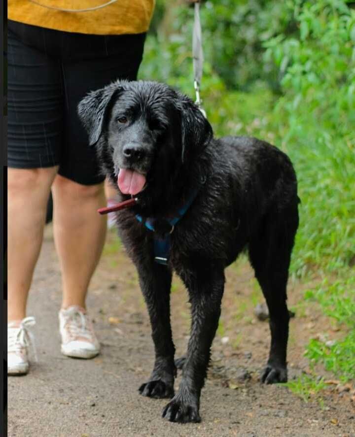 Nero - niesamowicie piękny pies w typie Labradora