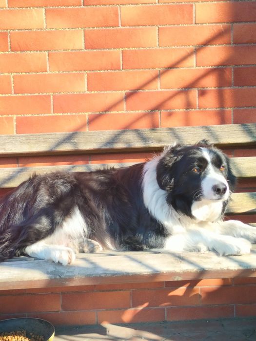 Border collie pies