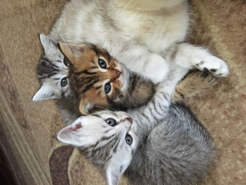 Британські кошенятка таббі на сріблі