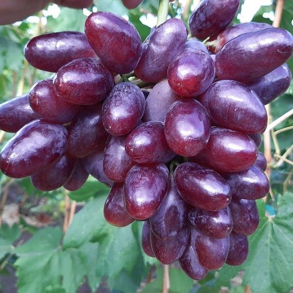 Саженці винограду молоді,будуть рости 100%. Аватар ламборджині наявні