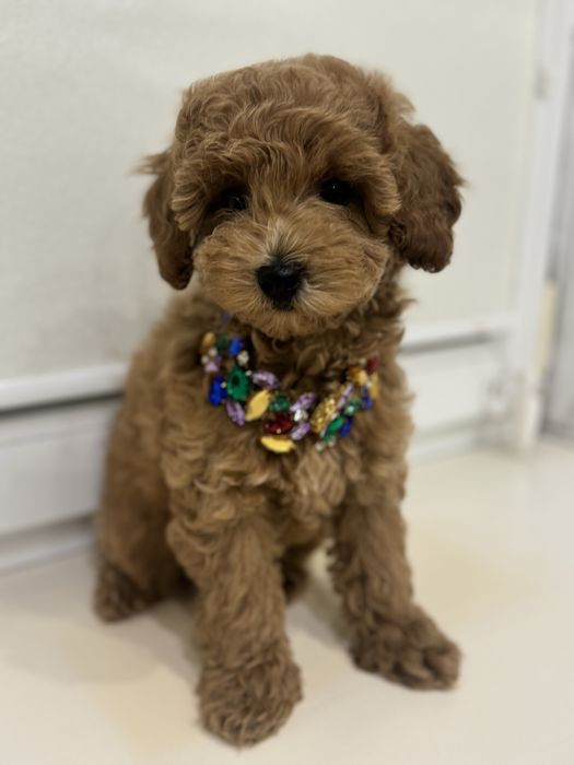 Щенки Мальтипу F2 .