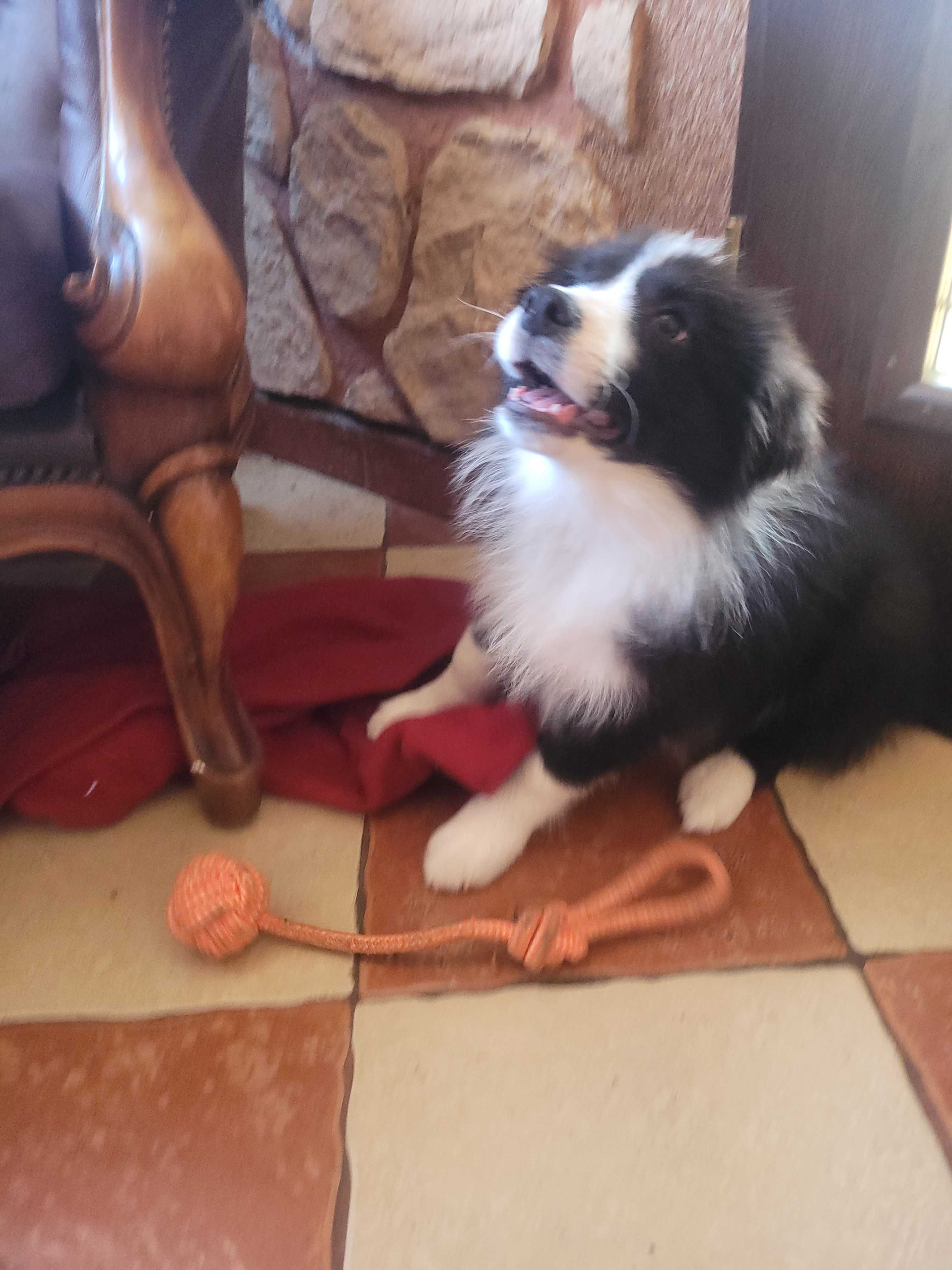 Border collie  z metryka Fci
